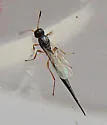 Macroteleia carinata - photo 4