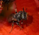 Macrotera arcuata