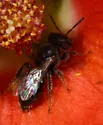 Macrotera arcuata - photo 2
