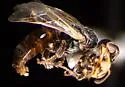 Macrotera arcuata - photo 3