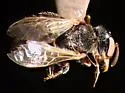 Macrotera arcuata - photo 4
