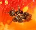Barrel Cactus Goblin Bee