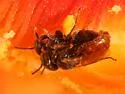 Barrel Cactus Goblin Bee - photo 2