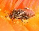 Barrel Cactus Goblin Bee - photo 3