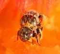 Barrel Cactus Goblin Bee - photo 4