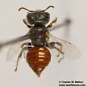 Macrotera latior - photo 3
