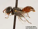 Macrotera latior - photo 4