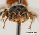 Macrotera latior - photo 5