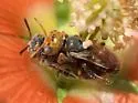 Macrotera magniceps