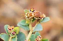 Macrotera mellea - photo 2