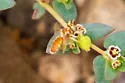Macrotera mellea - photo 3