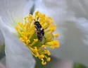 Macrotera mortuaria