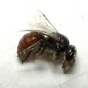 Macrotera texana - photo 2