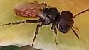 Macrotera texana - photo 3