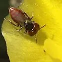 Macrotera texana - photo 4