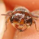Macrotera texana - photo 5