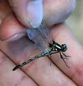 Ivory-striped Sylph - photo 2