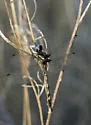 Ivory-striped Sylph - photo 3