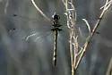 Ivory-striped Sylph - photo 4