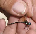 Ivory-striped Sylph - photo 5