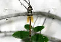 Straw-Colored Sylph