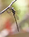 Straw-Colored Sylph - photo 4