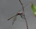 Straw-Colored Sylph - photo 5