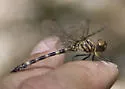 Jade-striped Sylph