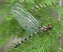 Jade-striped Sylph - photo 2