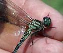 Jade-striped Sylph - photo 3