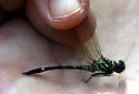 Jade-striped Sylph - photo 4