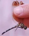 Jade-striped Sylph - photo 5
