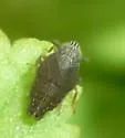 Macrotomella carinata