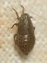 Macrotomella carinata - photo 2