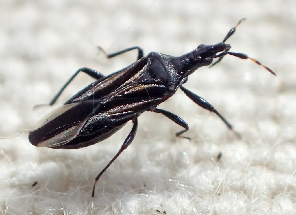 Macrotrachelia nigronitens - photo 2
