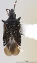 Macrotracheliella nigra