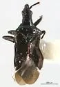 Macrotracheliella nigra - photo 2