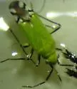 Macrotylus amoenus