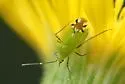 Macrotylus amoenus - photo 2