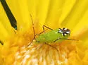 Macrotylus amoenus - photo 4