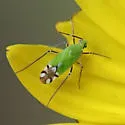 Macrotylus amoenus - photo 5