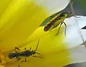 Macrotylus dorsalis
