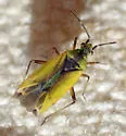 Macrotylus dorsalis - photo 2