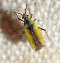 Macrotylus dorsalis - photo 3