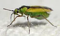 Macrotylus dorsalis - photo 4