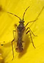 Macrotylus dorsalis - photo 5