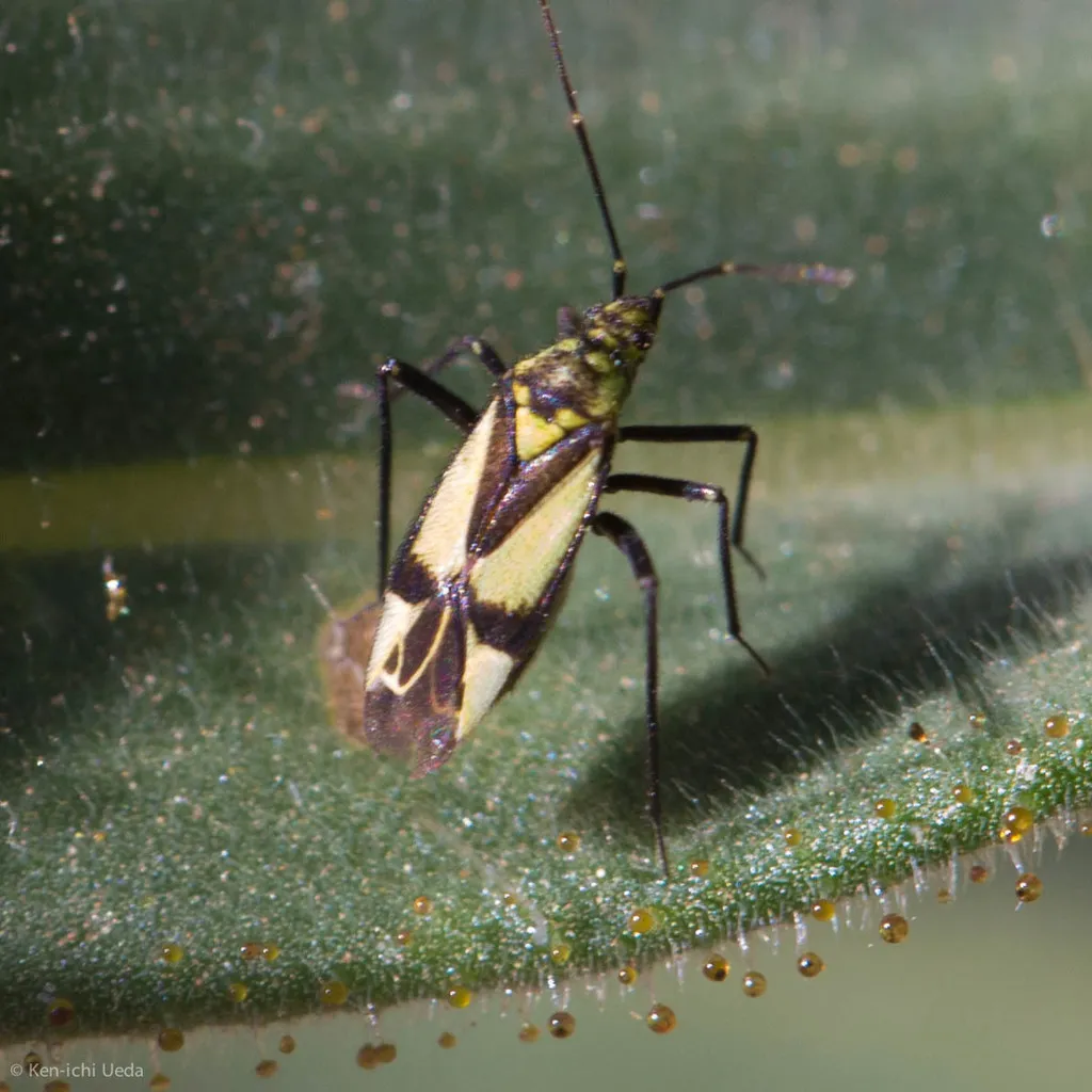 Macrotylus essigi - photo 2