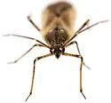 Macrotylus infuscatus