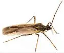 Macrotylus infuscatus - photo 2