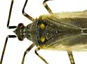 Macrotylus infuscatus - photo 3